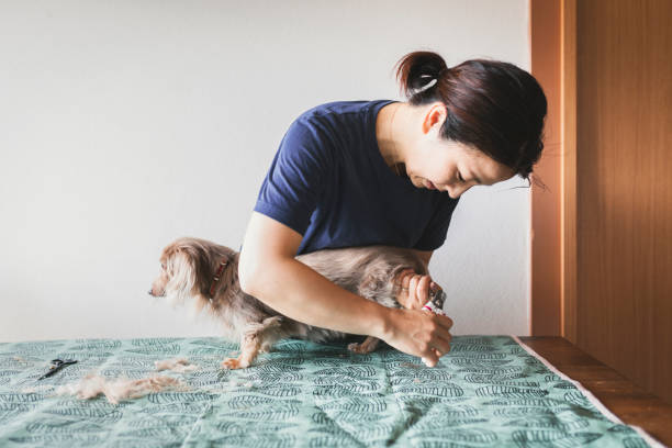 Woman trimming her dog's fur at home Asian woman cutting her miniature dachshund's nail in the living room. dog nail clipping stock pictures, royalty-free photos & images