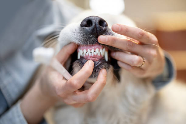 Opening dog's mouse for teeth cleaning Opening dog's mouse for teeth cleaning, woman cleaning teeth for her pet dog teeth stock pictures, royalty-free photos & images