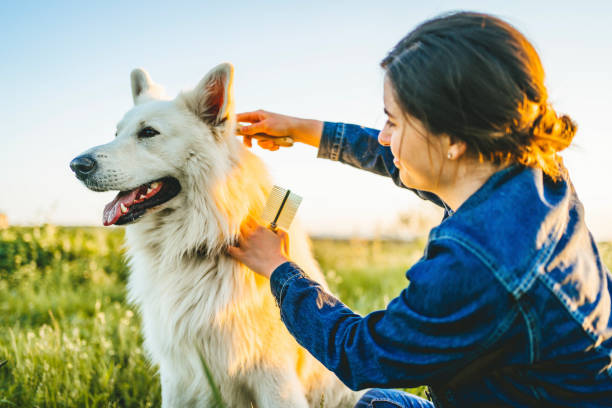 Woman combing her dog in the park Young cheerful woman combing her dog in the park dog brushing stock pictures, royalty-free photos & images