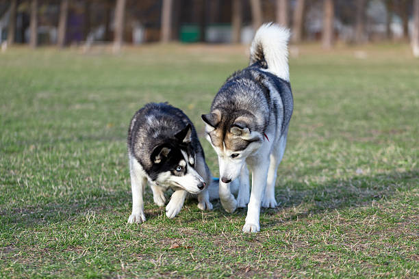 Two Siberian Husky is strolling next to each other. Two Siberian Husky is strolling next to each other. Black Siberian Husky is pressed to the ground while walking. Husky, which is located on the right, dominates over black dog. dog limp stock pictures, royalty-free photos & images