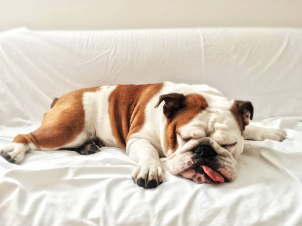 couch potato bulldog sleeps on sofa spoiled bulldog sleeps in owner's sofa! Ten-months old female English bulldog dog limp stock pictures, royalty-free photos & images
