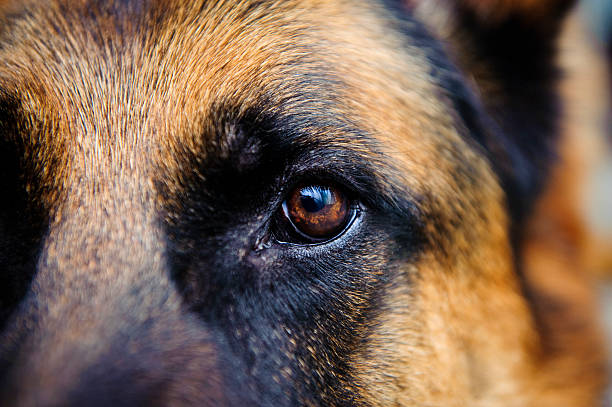 Close-up of German Shepard brown eye looking straight at us Dog German Shepherd looking towards the camera. The photo has an extremley shallow depth of field. dog eyes stock pictures, royalty-free photos & images