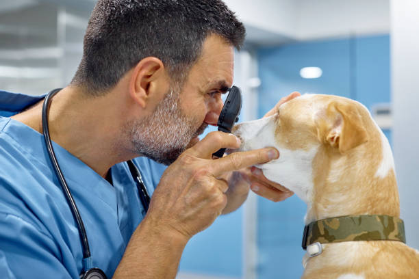 Vet examining dog's eye through ophthalmoscope Side view of mature veterinarian examining dog's eye through ophthalmoscope. Doctor doing medical examination on domestic animal. They are at vet clinic. dog eyes stock pictures, royalty-free photos & images