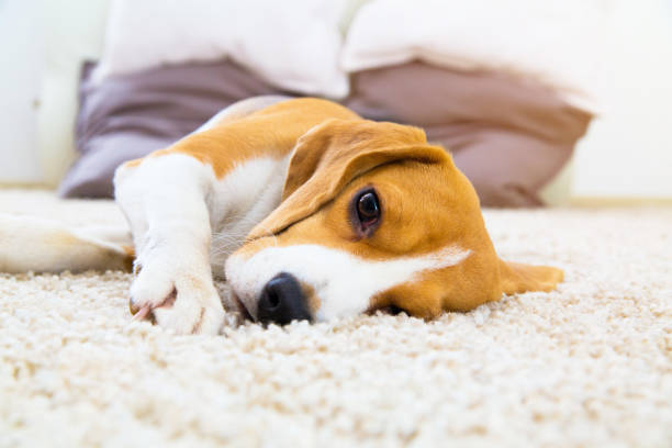 Dog lying on soft carpet after training Tired dog on carpet. Sad beagle on floor. Dog lying on soft carpet after training. Beagle with sad opened eyes indoors. Beautiful animal background. dog laying on floor stock pictures, royalty-free photos & images