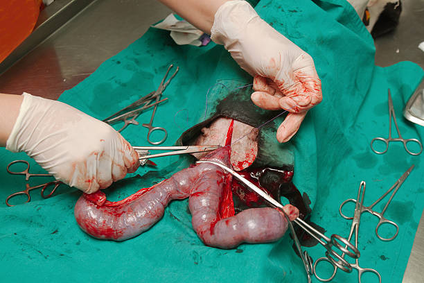 Surgery of pyometra (uterus infection) Dog in a veterinary surgery , Surgery of pyometra (uterus infection) pyometra dog stock pictures, royalty-free photos & images