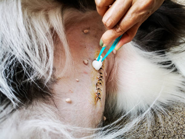 Cleansing a sutured wound with antiseptic at the abdomen of a Border Collie after surgical removal of the uterus following a case of pyometra. Emergency surgery is needed to remove the uterus from dogs afflicted by pyometra which is an infection of the uterus. If the uterus is not surgically removed following infection then it will invariably lead to sepsis in which the dog can die. Here the wound is cleaned after five days following surgery. pyometra dog stock pictures, royalty-free photos & images