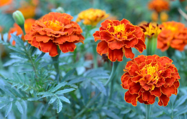 Orange yellow French marigold or Tagetes patula flower on a blurred garden background.Marigolds. Orange yellow French marigold or Tagetes patula flower on a blurred garden background. Marigolds.Selective focus. marigold stock pictures, royalty-free photos & images
