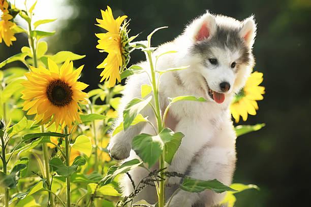 fluffy Malamute puppy among sunflowers fluffy Malamute puppy among sunflowers sunflower dog stock pictures, royalty-free photos & images