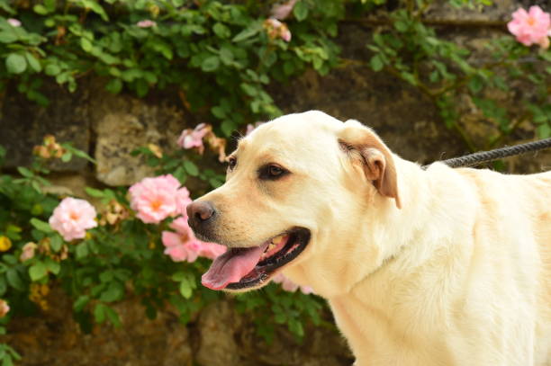 Labrador Retriever A dog exploring a rose garden in a park rose bush dog stock pictures, royalty-free photos & images
