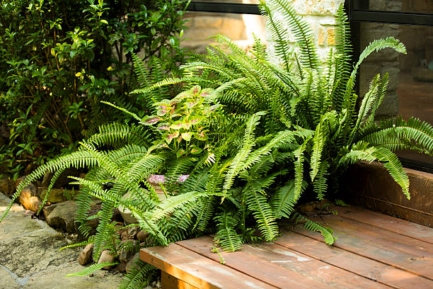 Ferns growing outdoors beside porch, deck of home. Lush green ferns growing outdoors beside the deck and porch area of a home.  The bright green leaves are enjoying the sun in the summer season. Wooden deck and stone porch. No people. Seasonal plants. boston fern stock pictures, royalty-free photos & images