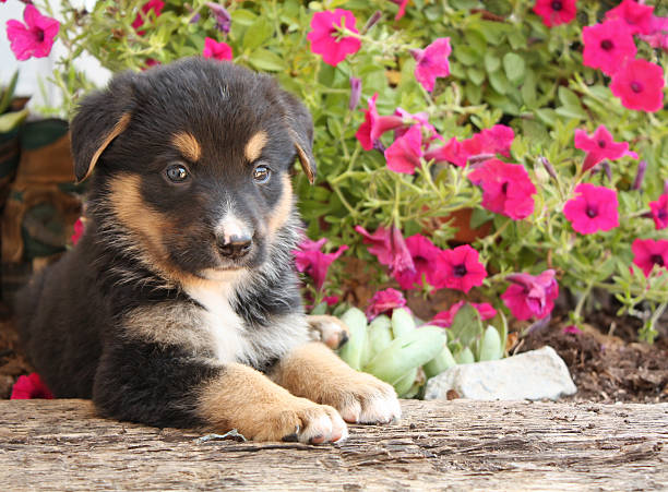 Bernese Mountain Dog and German Shepherd Puppy Mix I'm Perfect! Take me!  German Shepherd, Bernese Mountain dog mix is ready for his new home at eight weeks.  petunia dog stock pictures, royalty-free photos & images