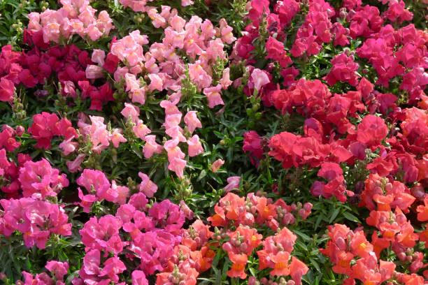 Image of cream, orange, red, pink antirrhinum flowers, annual bedding flowering snapdragons / dog flower plants in sunny summer border Photo showing a beautiful summer garden border filled with colour in the form of flowering antirrhinums. These pink, red, cream and orange antirrhinum majus plants are often grown as summer bedding, blooming all season and requiring regular watering. Antirrhinums have many other common names, including snapdragons / snap dragon / dog flowers, with many gardeners choosing to grow them on the patio as pot plants. snap dragon dog stock pictures, royalty-free photos & images