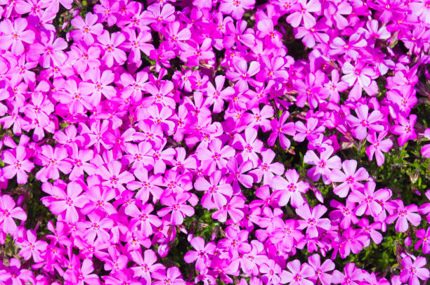 Tiny Purple Phlox Flowers Closeup background of tiny purple phlox flowers in a Cape Cod garden. phlox stock pictures, royalty-free photos & images