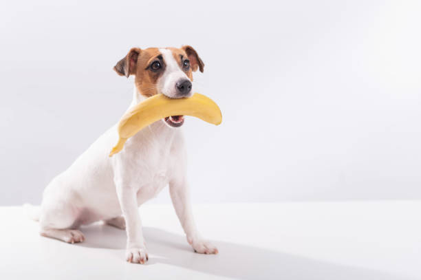 Jack russell terrier dog holds a banana in his mouth on a white background. Copyspace Jack russell terrier dog holds a banana in his mouth on a white background. Copyspace. dog banana stock pictures, royalty-free photos & images