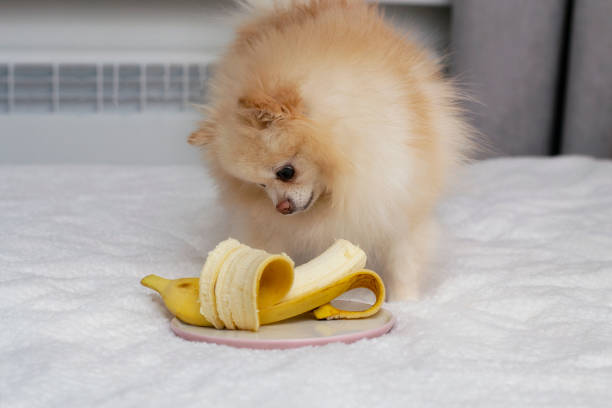 Dog with a banana. The Pomeranian eats a banana. The dog eats fruit. Dog with a banana. The Pomeranian eats a banana. The dog eats fruit. dog banana stock pictures, royalty-free photos & images
