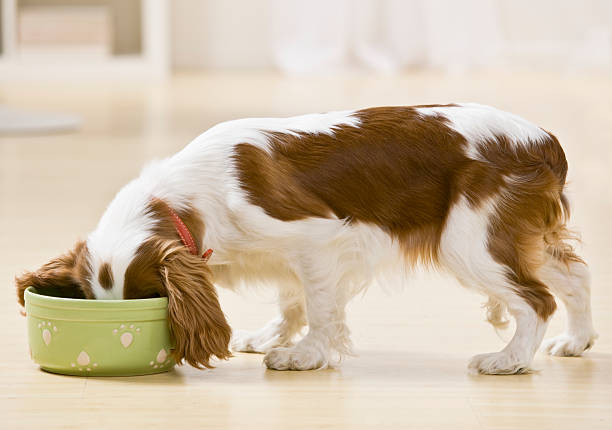 Puppy Eating Puppy eating from food bowl. Horizontally framed shot. dog eating stock pictures, royalty-free photos & images