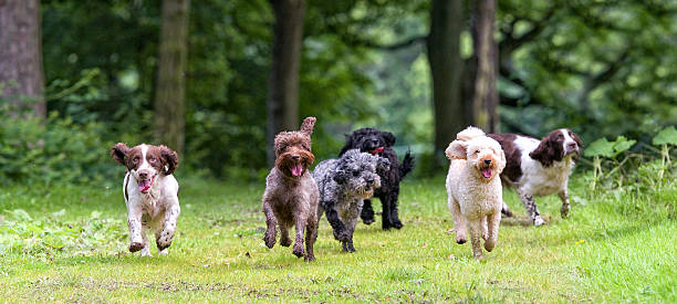 here come the girls... Happy bunch of dogs dog run stock pictures, royalty-free photos & images