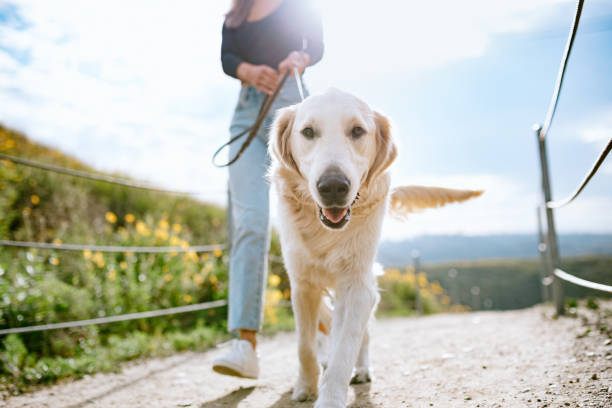 Young Woman Walks Her Dog In California Park A Golden Retriever gets close up and personal with the camera while outdoors walking with his owner in a Los Angeles county park in California on a sunny day.  Relaxation exercise and pet fun at its best. healthy dog stock pictures, royalty-free photos & images