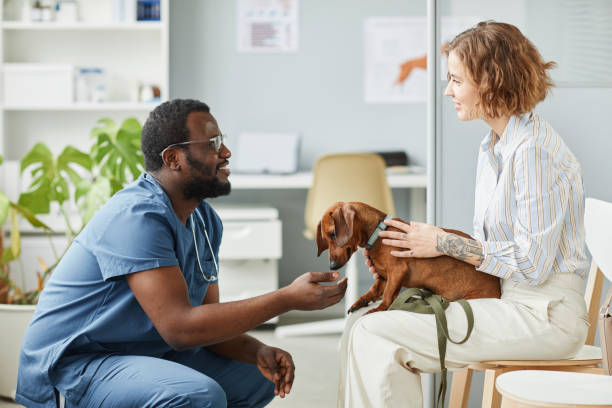 Happy young pet owner consulting with African-American male veterinarian Happy young pet owner consulting with African-American male veterinarian in blue medical scrubs sitting on squats in front of her vet dog stock pictures, royalty-free photos & images