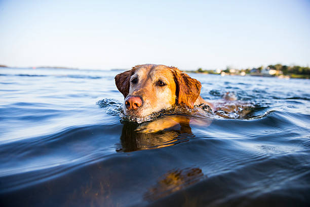 Dog Swimming A golden retriever swimming in a lake. dog swim stock pictures, royalty-free photos & images