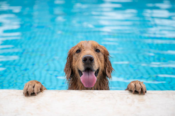 Golden retriever lying by the pool Golden retriever lying by the pool dog swim stock pictures, royalty-free photos & images