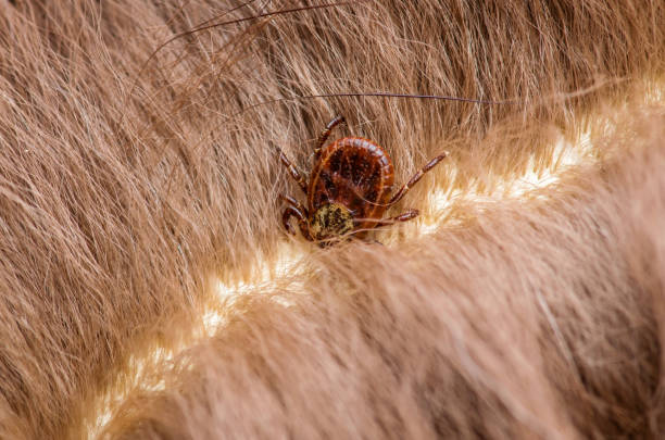 Encephalitis Virus or Lyme Disease Infected Tick Arachnid Insect on Animal Fur Macro Photo of Encephalitis Virus or Lyme Disease Infected Tick Arachnid Insect on Animal Fur dog tick stock pictures, royalty-free photos & images