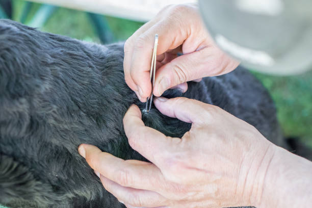 A tick is removed from a dog with black fur by a man with tweezers, Germany A tick is removed from a dog with black fur by a man with tweezers, Germany dog tick stock pictures, royalty-free photos & images