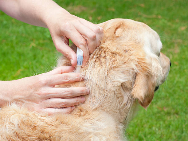 Tick prevention on a golden retriever Tick prevention for Dogs with a Spot-On dog tick stock pictures, royalty-free photos & images