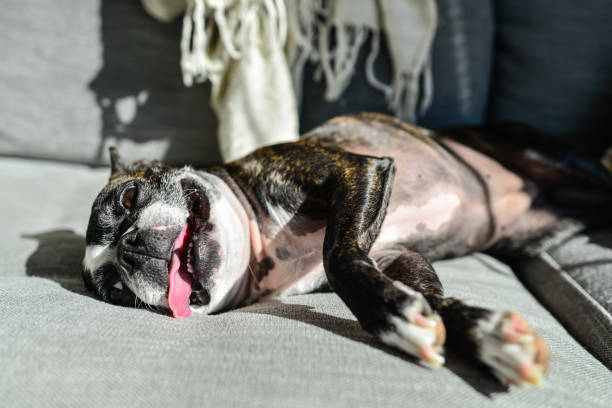 Boston Terrier, Binders and Notebooks - Indoors on Couch Boston Terrier, Binders and Notebooks - Indoors on Couch dog panting stock pictures, royalty-free photos & images