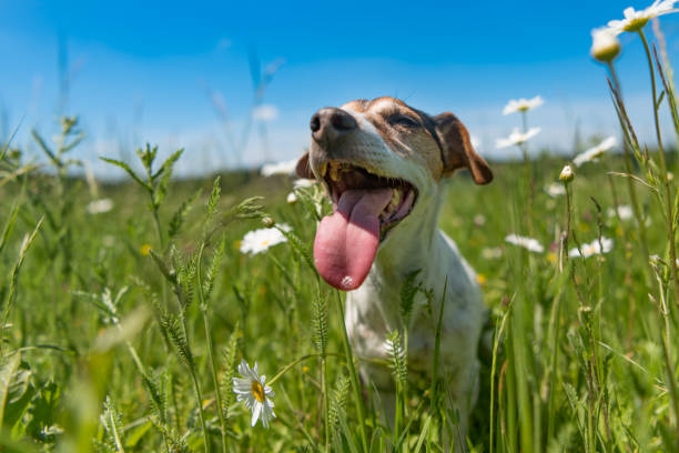 little dog sits in a blooming meadow in spring. Jack Russell Terrier  dog11 years old little dog sits in a blooming meadow in spring. Jack Russell Terrier 11 years old dog panting stock pictures, royalty-free photos & images