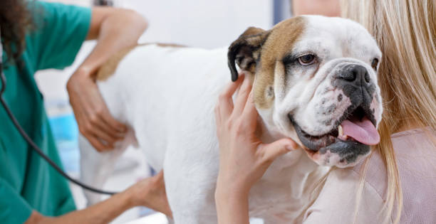 English Bulldog on examination table getting physical exam English Bulldog being patient during physical exam in vet's office. dog panting vet stock pictures, royalty-free photos & images