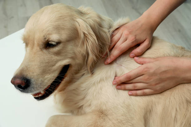 Woman checking dog's skin for ticks on blurred background, closeup Woman checking dog's skin for ticks on blurred background, closeup dog skin  stock pictures, royalty-free photos & images