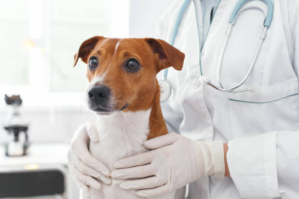 Doctor embrace of scared dog with love Doctor embrace of scared dog with love. Veterinary clinic concept. Services of a doctor for animals, health and treatment of pets dog vet stock pictures, royalty-free photos & images