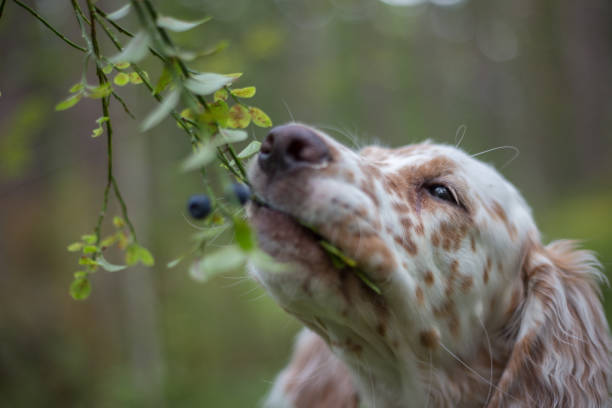 Cute puppy eats blueberries English Setter puppys portrait. Puppy eats blueberries. dog blueberries stock pictures, royalty-free photos & images