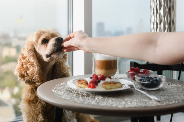 Female hand gives food to the dog. Female hand gives food to the dog. The dog eats food from his hand on the background of a table with a delicious breakfast by the window overlooking the city. dog blueberries stock pictures, royalty-free photos & images
