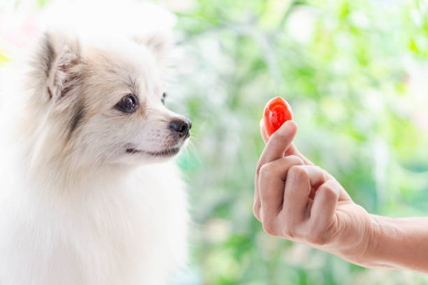 Closeup cute pomeranian dog looking red cherry tomato in hand with happy moment, selective focus Closeup cute pomeranian dog looking red cherry tomato in hand with happy moment, selective focus dog tomato stock pictures, royalty-free photos & images
