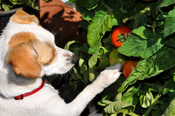 Curious Dog Sniffing Tomatoes My dog became very curious when she noticed the tomatoes hanging off the vine. dog tomato stock pictures, royalty-free photos & images