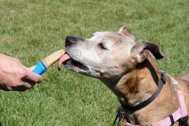 Boxer mix dog licking homemade peanut butter ice popsicle Older senior boxer mix dog licking homemade peanut butter ice popsicle on hot summer day dog fozen treats stock pictures, royalty-free photos & images