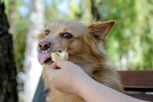 An adult woman's hand feeds ice cream to a red dog on a bench in a summer park. An adult woman's hand feeds ice cream to a red dog on a bench in a summer park. A long-haired mixed-breed dog bites off ice cream and grimaces. Selective focus. dog frozen treats apple stock pictures, royalty-free photos & images