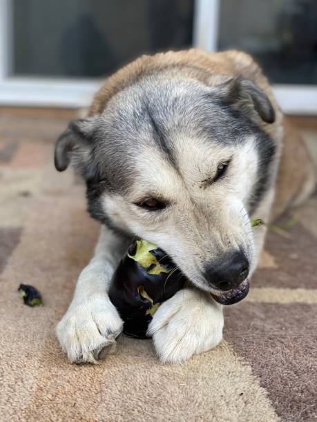 Diren eating Dog eating eggplant dog egg plant stock pictures, royalty-free photos & images