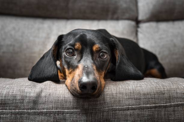 Puppy Dachshund looks at the camera Alertness, Animal, Animal Body Part, Animal Eye, Animal head dog sad stock pictures, royalty-free photos & images