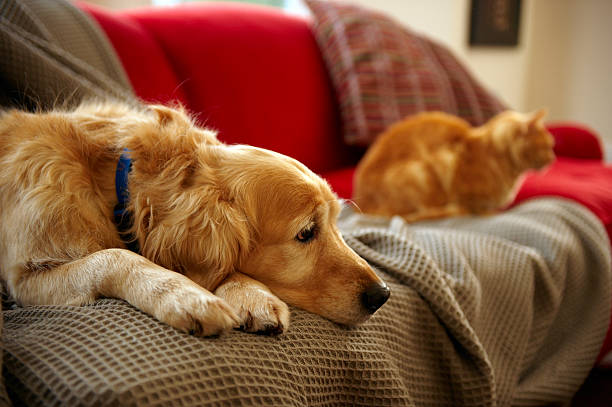 Golden retriever dog with ginger tabby cat resting on sofa (focus on foreground)  dog sad stock pictures, royalty-free photos & images