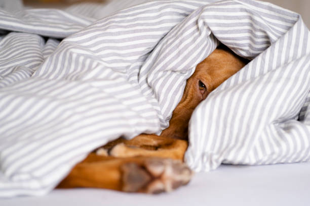 Sleepy dog laying under a blanket Young vizsla feeling cozy resting on the bed under a blanket and looking at camera dog sleep stock pictures, royalty-free photos & images