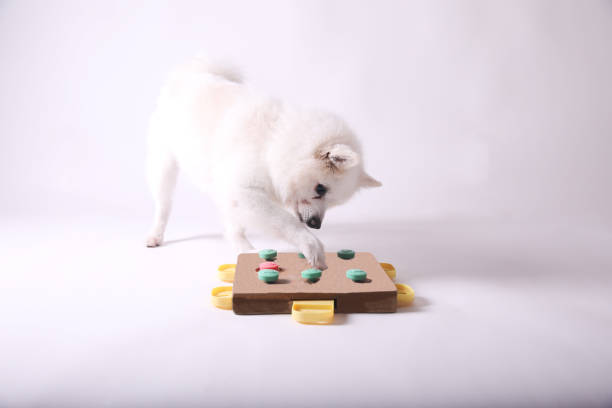 Dog playing Intellectual game. Training game for dogs. Dog playing Intellectual game. Training game for dogs. dog puzzle toy stock pictures, royalty-free photos & images