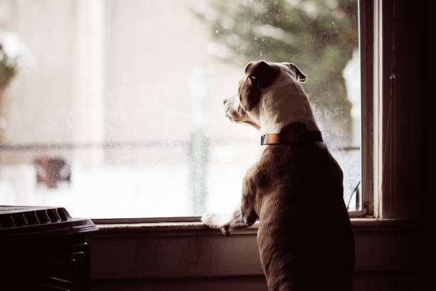 Dogs Look Out Window Dogs Looking out a Nose Stained Window Barking as People Pass By dog window stock pictures, royalty-free photos & images