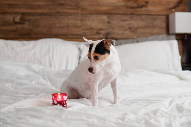 Jack Russell dog sit in a bed with a candle Jack Russell dog is sit in a bed and look at a red candle light. Can use with the brief 775100975 