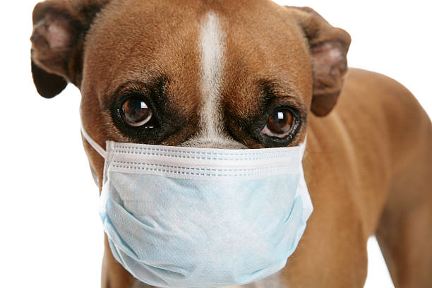 Boxer dog with a flu mask on its snout A boxer wearing a blue mask dog mask stock pictures, royalty-free photos & images