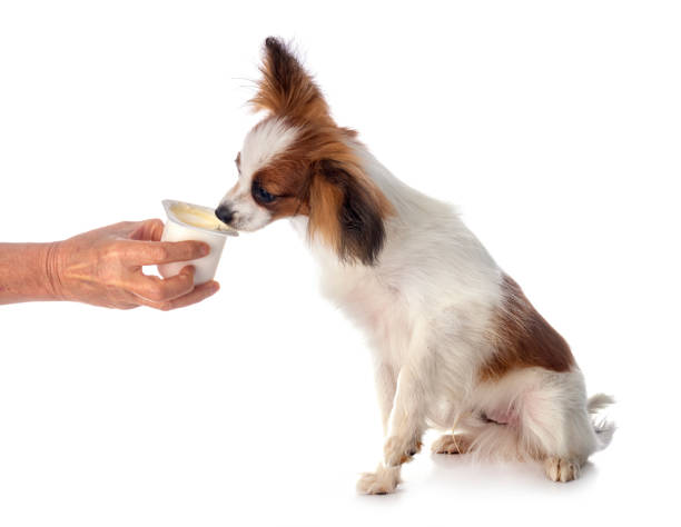 papillon dog papillon dog in front of white background dog yogurt stock pictures, royalty-free photos & images