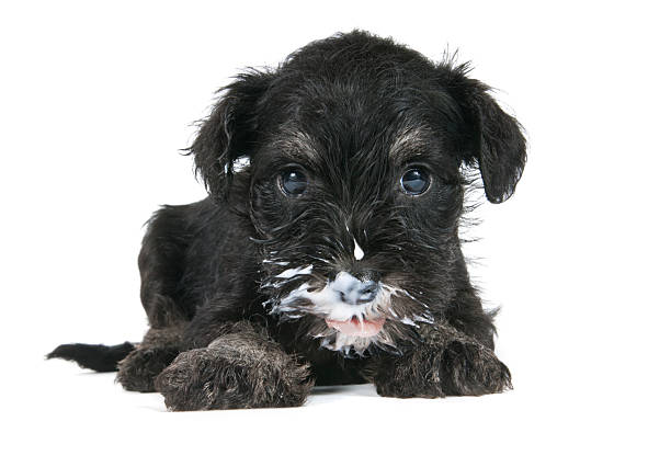 hungry puppy hungry schmauzer puppy eating yogurt dog yogurt stock pictures, royalty-free photos & images