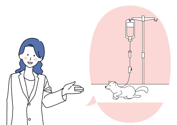 Woman in white coat guiding pet intravenous drip Clip art of a woman in white guiding an intravenous drip for a pet anemic dog stock illustrations